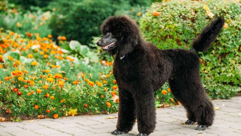 Poodle