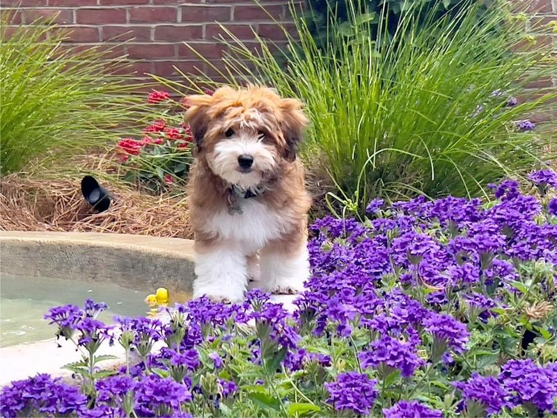 Havanese