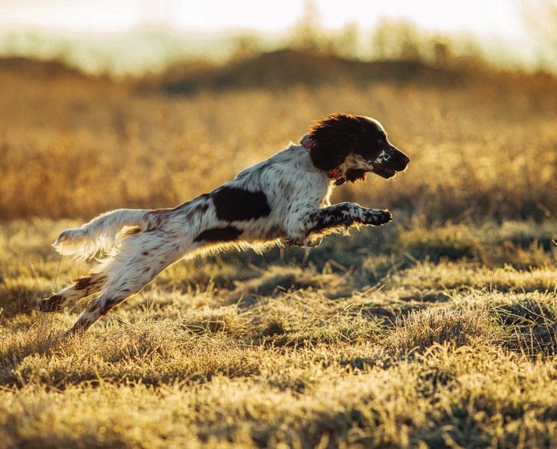 English Springer Spaniel: The Energetic Athlete