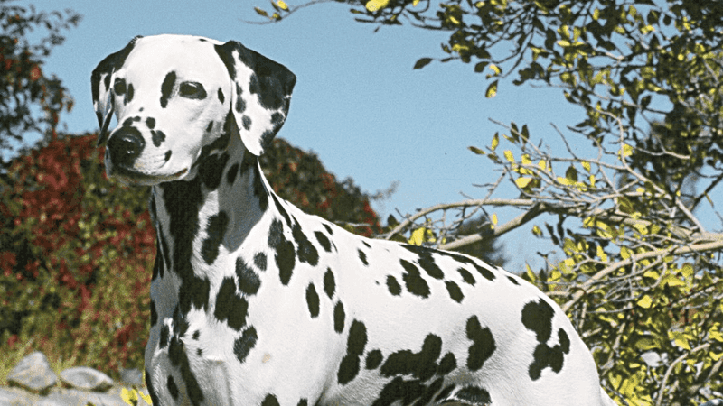 Dalmatian