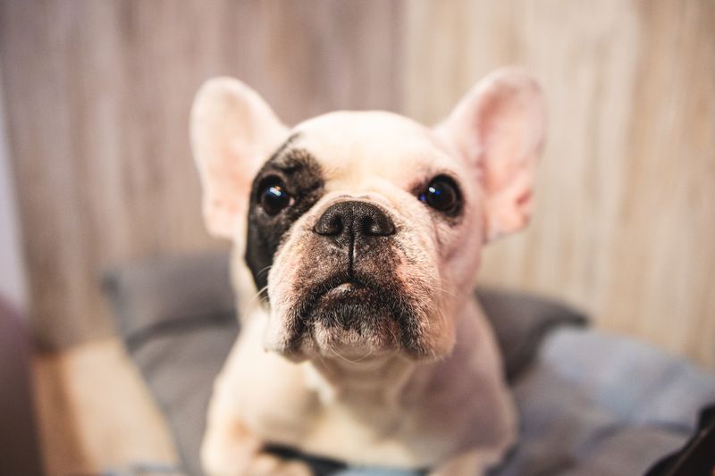 French Bulldogs: Compact Affection Machines