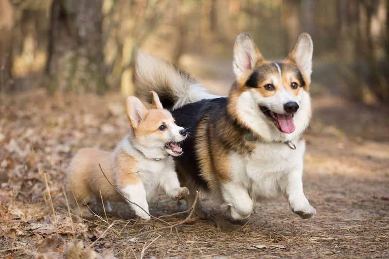 Pembroke Welsh Corgis: The Short-Legged Charmers