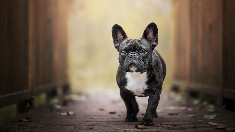 French Bulldogs: The Snorting Velcro Companions