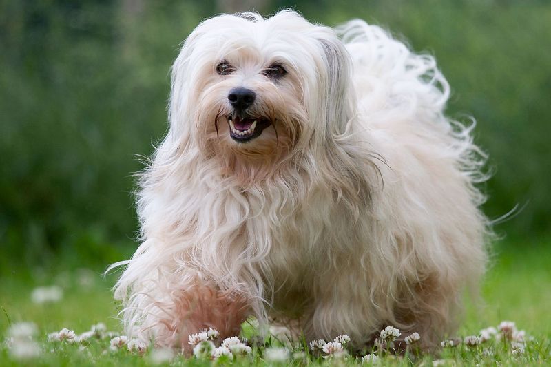 Havanese: The Velcro Dogs of Cuba