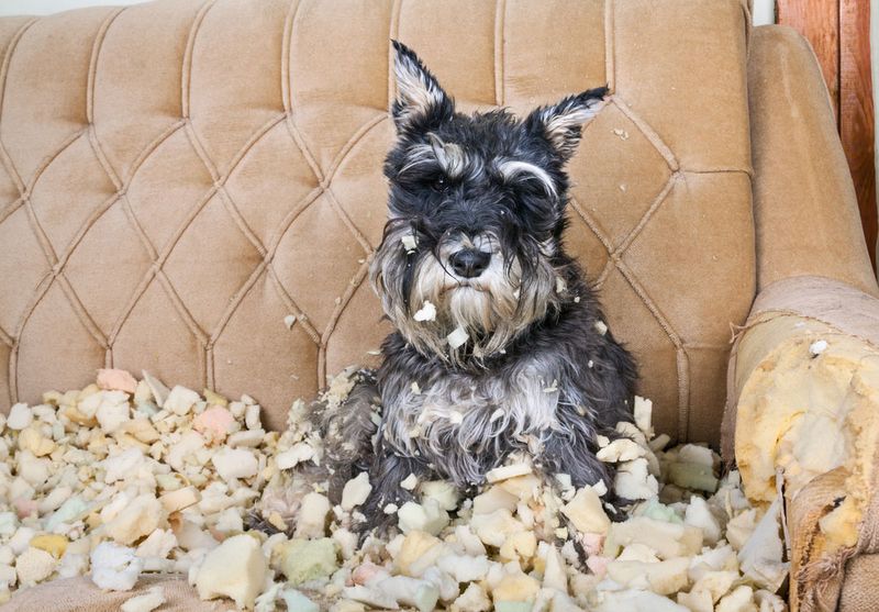 Miniature Schnauzers