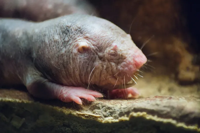 Naked Mole Rats: Underground Marvels