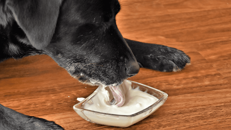 Yogurt