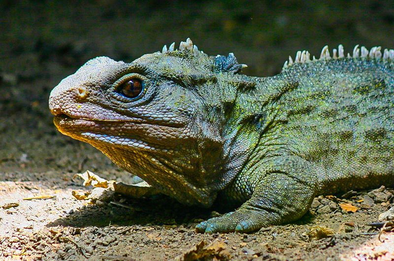 Tuatara: The Reptile With A Third Eye