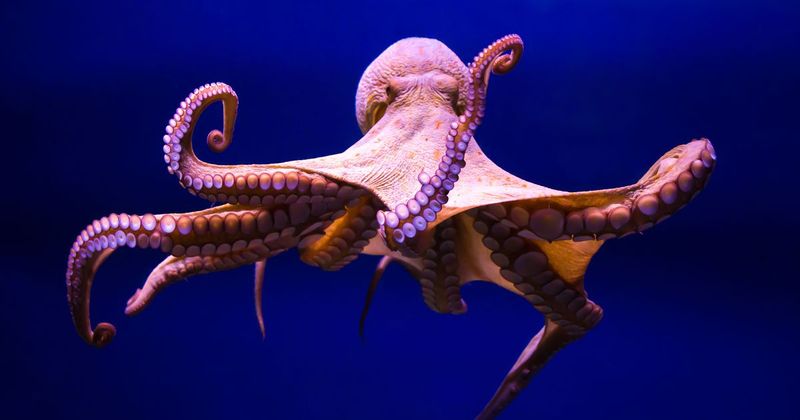 Perfect Strangers: Octopuses