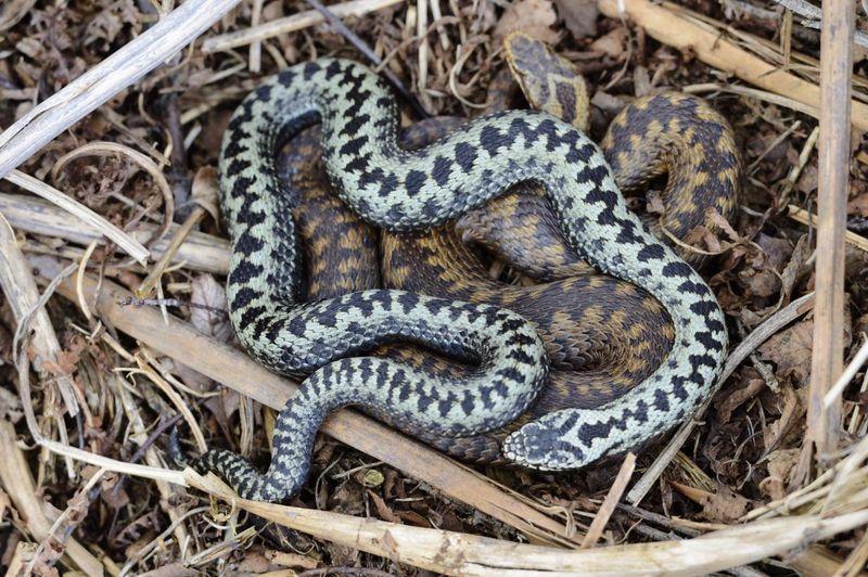 Venomous But Rarely Lethal
