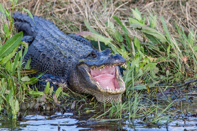They're Actually Beneficial To River Ecosystems