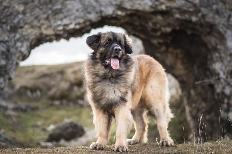 Leonberger