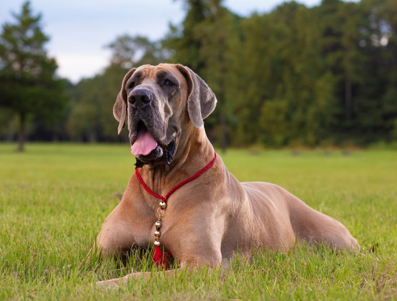 Great Dane