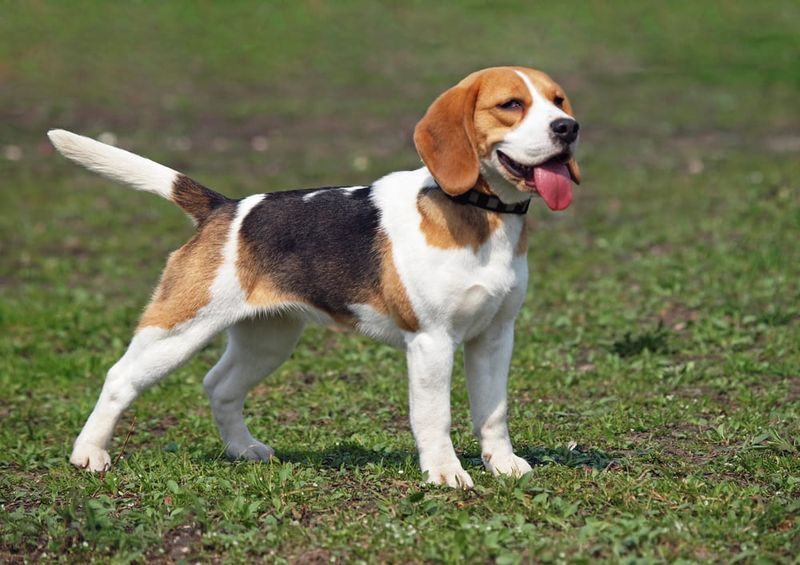 Beagle Bonding Experts