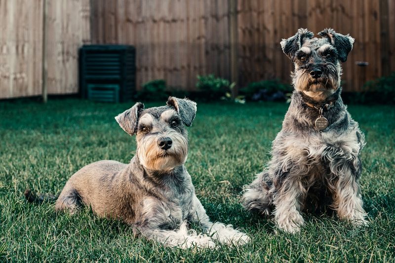 Standard Schnauzer: The Methodical Thinker