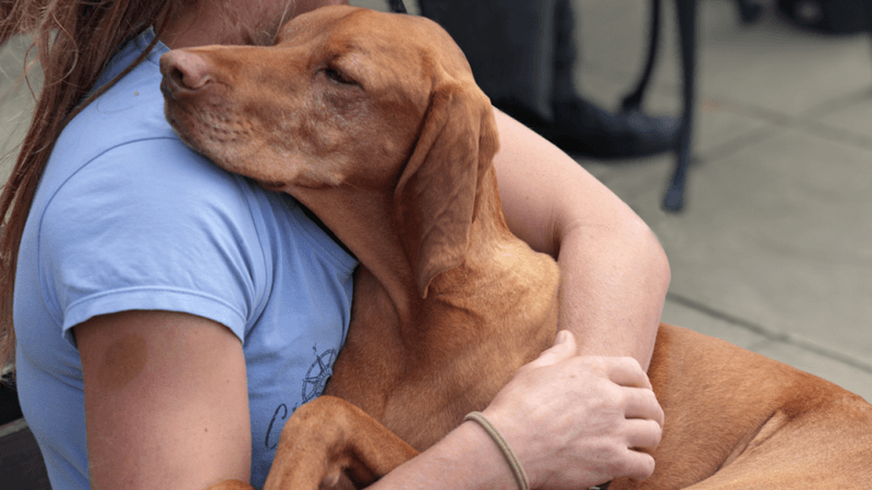 Vizsla: The Velcro Companion