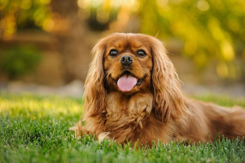 Cavalier King Charles Spaniel: The Loving Shadow