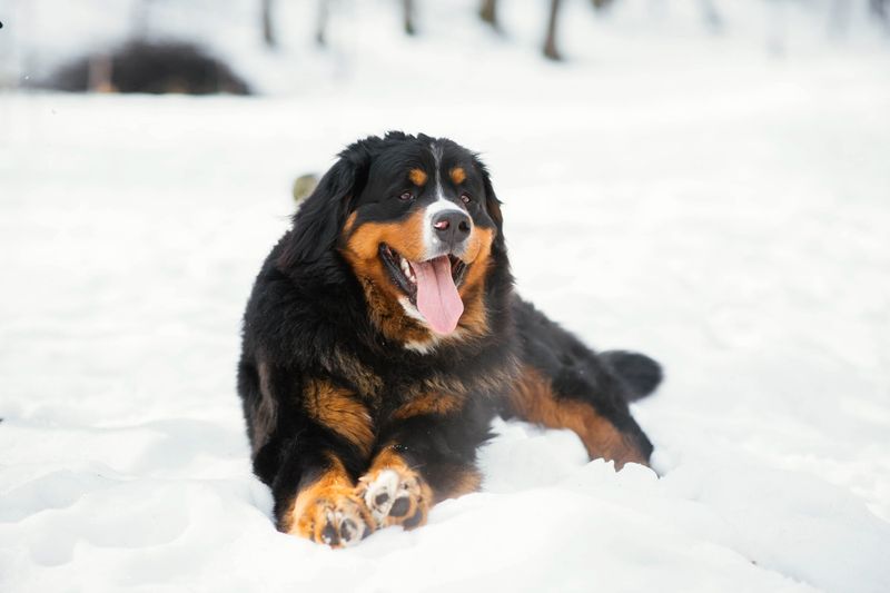 Bernese Mountain Dog: The Sturdy Softies