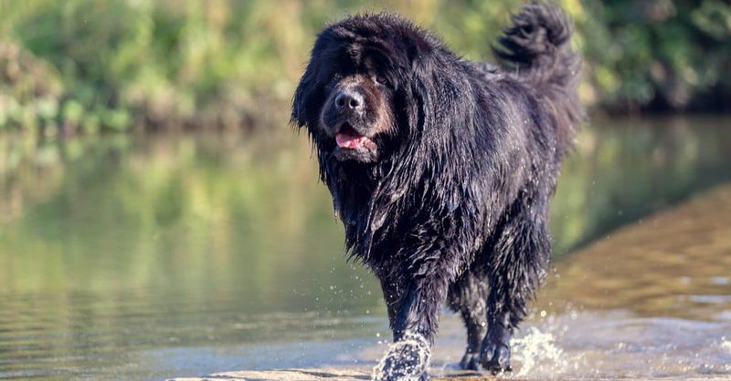 Newfoundland