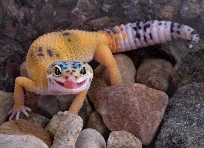 Geckos Are Survivors