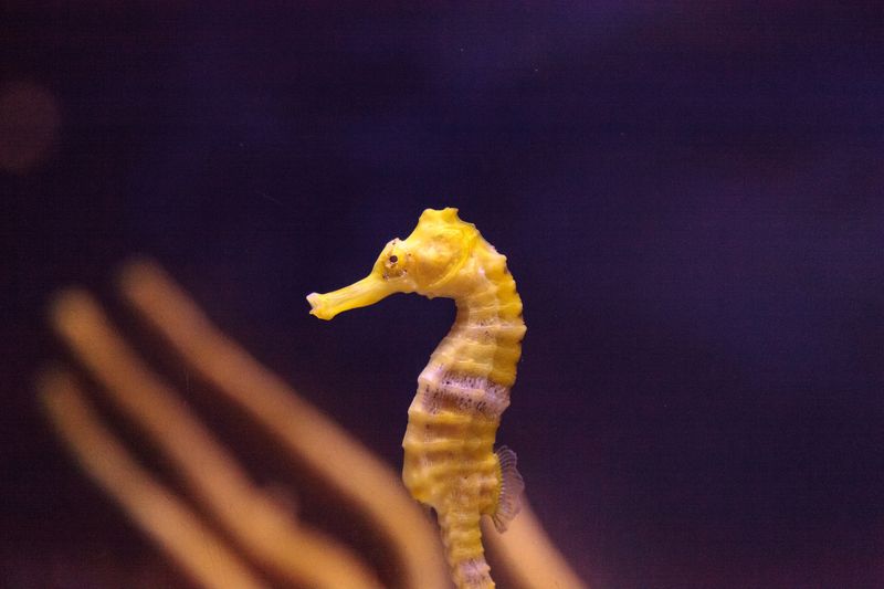 Snout Structure Specifics