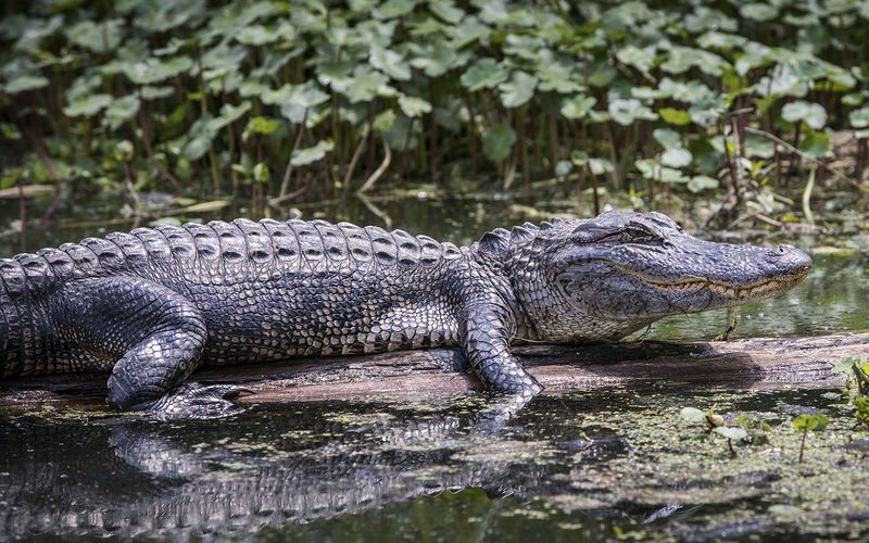 Florida – Everglades National Park