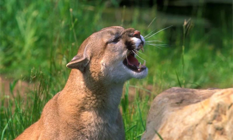 New Jersey's Phantom Mountain Lions