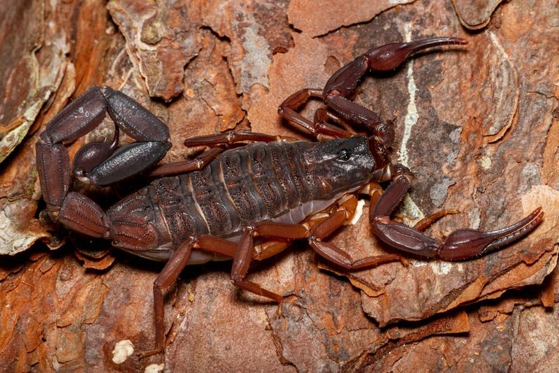 Florida's Tropical Peninsula Dwellers