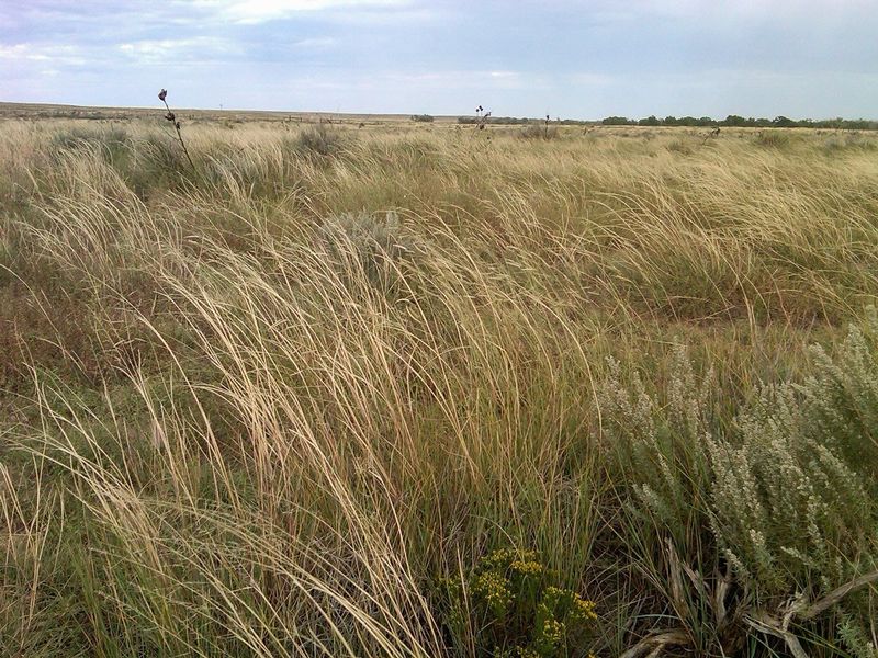 Kansas: The Bear-Free Plains