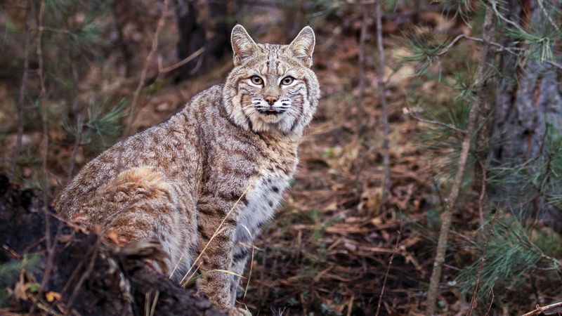 New Mexico's Adaptable Predators