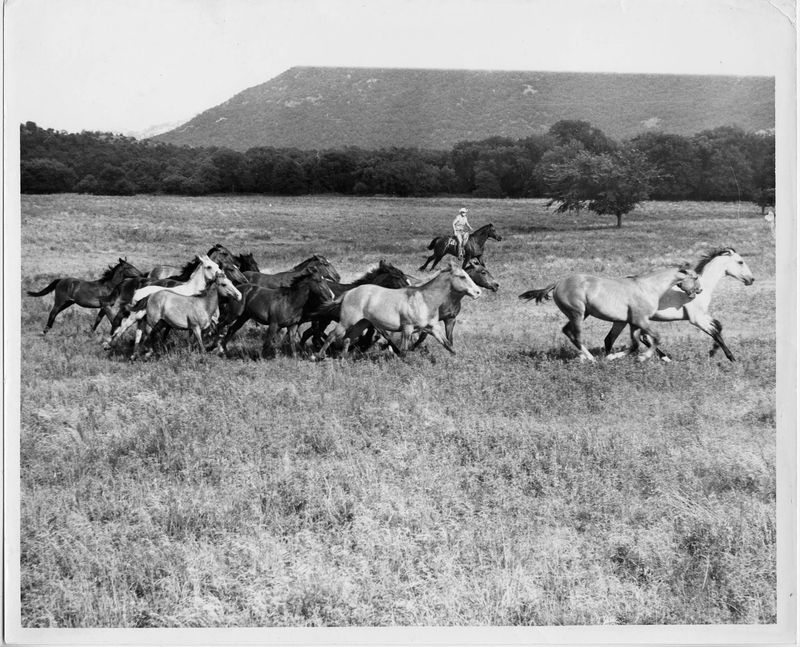 Texas' Lost South Plains Mustangs