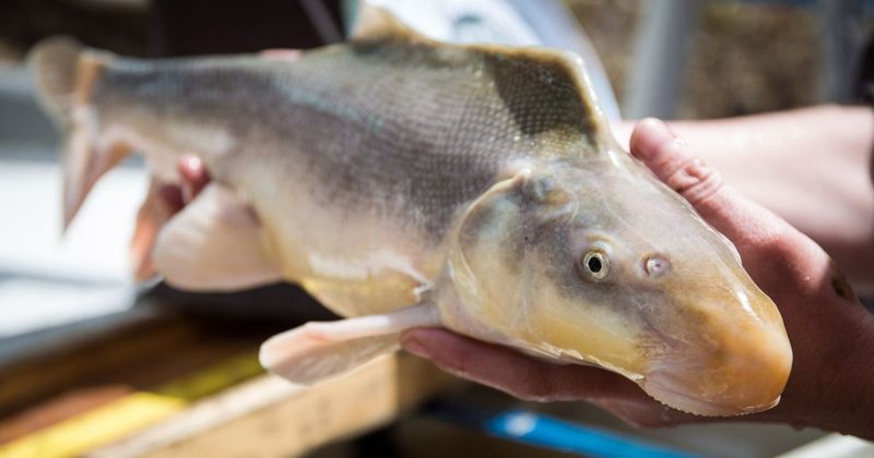 Razorback Sucker: Humpbacked Wonder