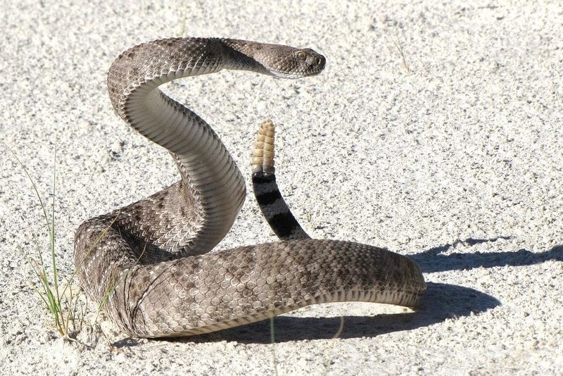 Rattle (In Rattlesnakes)