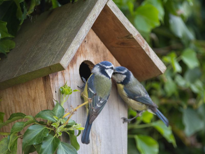 Bird-Friendly Landscaping