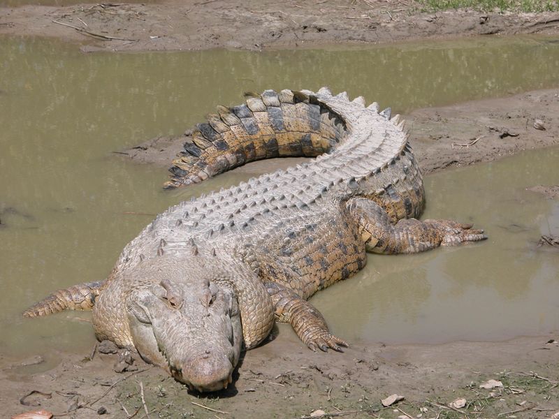 Ancient Armored Goliath: The Saltwater Crocodile
