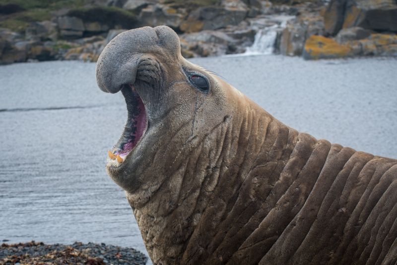 Elephant Seal