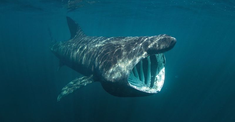 Basking Shark: Open-Mouthed Filter Giant