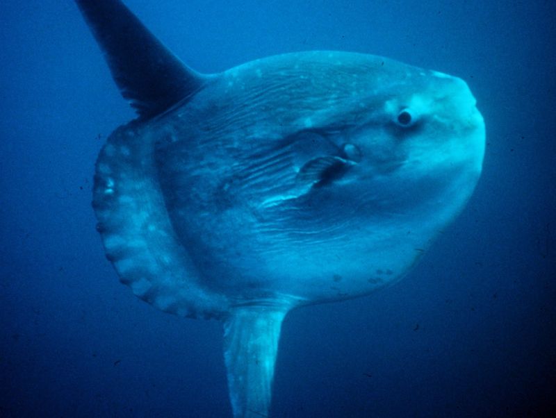 Ocean Sunfish