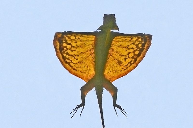 Flying Dragon (Draco Lizard)