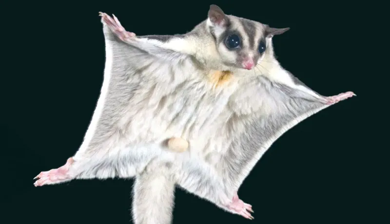 Sugar Glider
