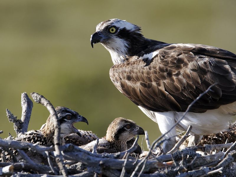Osprey