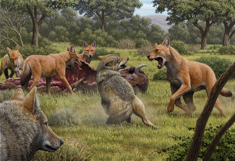 Dire Wolf