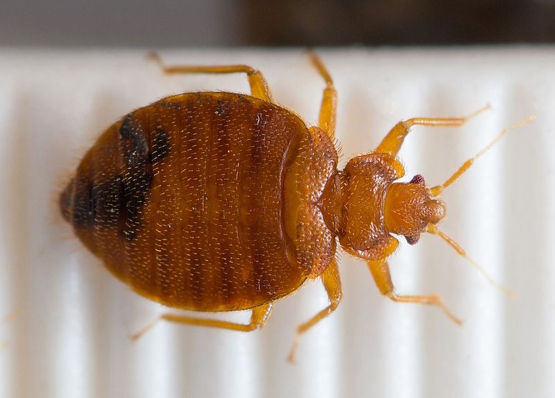 Invisible Invaders: Bedbugs