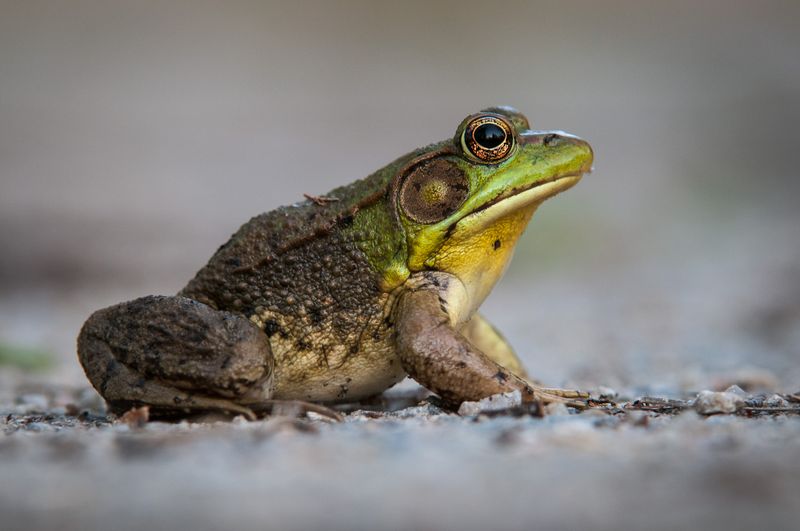 Wetland Warrior: Green Frog