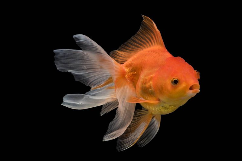 Fantail Goldfish - Fancy Yet Formidable