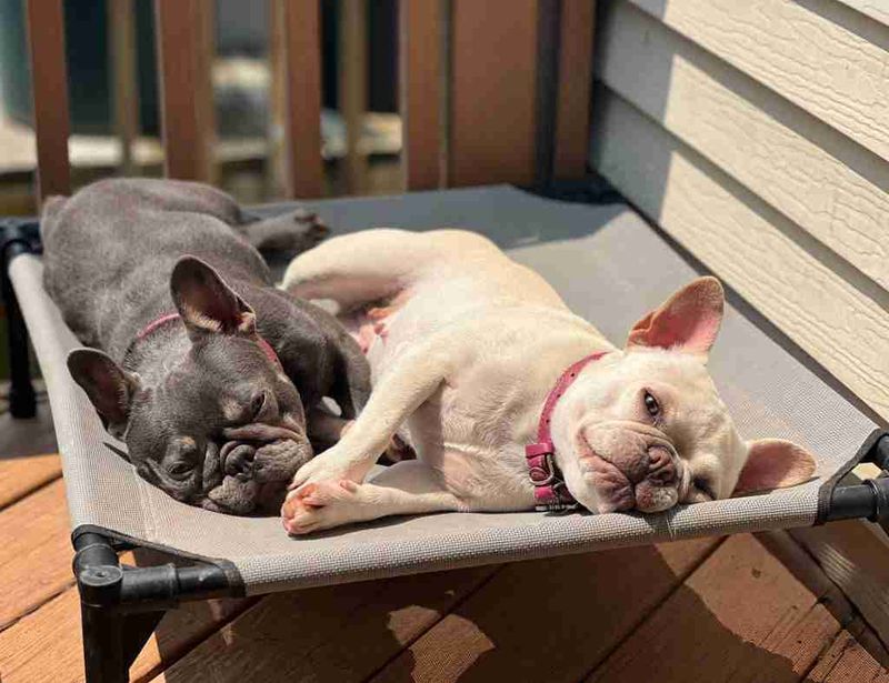 Socialization Opportunities