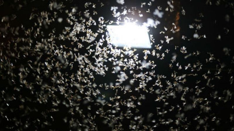 Light Pollution Disorients Nocturnal Pollinators