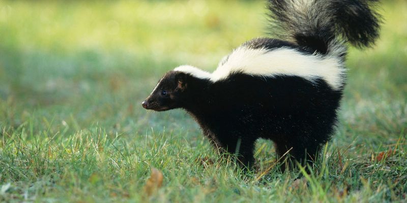 Skunk Essence: Stinky But Effective