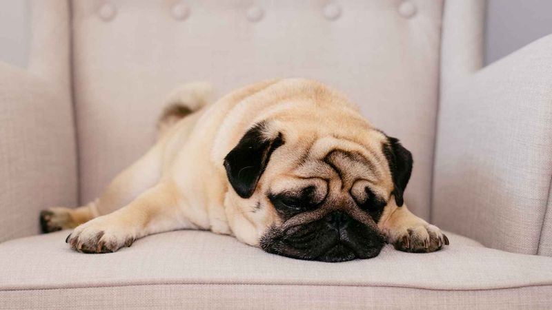 Couch Potatoes