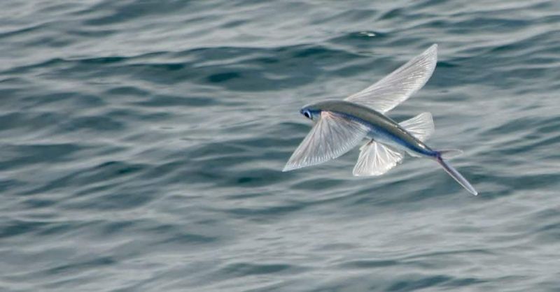 Flying Fish